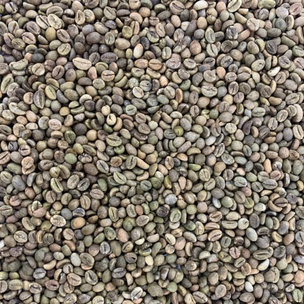 ROBUSTA GRADE S16 STANDARD