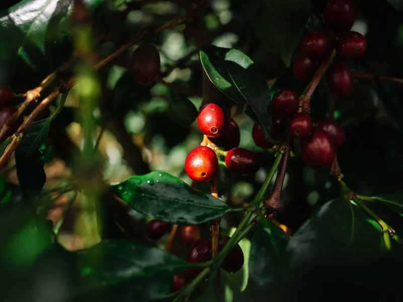 thecoffehouse_ca_phe_01_b4adbd88db6e4ca3b7c2c5934d1a1ed9_master